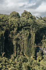 tropical Vegetation growing on a. mountain side in hawaii