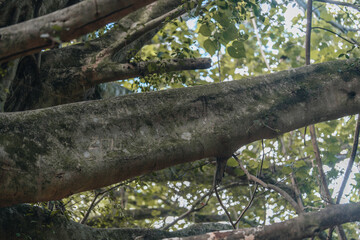 Old tree in a forest