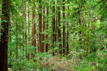 Views hiking inside in Muir Woods National Monument of the ferns, large coastal redwoods, moss, and tree canopy.