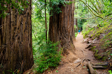 Views hiking inside in Muir Woods National Monument of the ferns, large coastal redwoods, moss, and tree canopy.