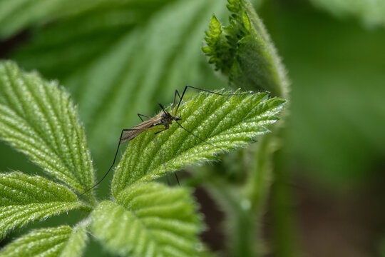 A crane-fly (tipulidae) resting on a bramble leaf