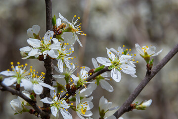 Blackthorn prunus spinosa sloe plant shrub white flower bloom blossom detail spring wild fruit