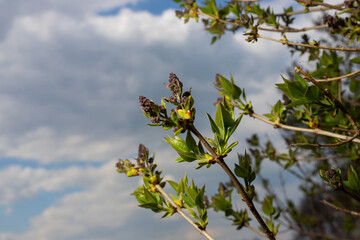 Branches with Lilac buds. Purple Syringa tree flower. Young leaves and buds of lilac. Blossoming...