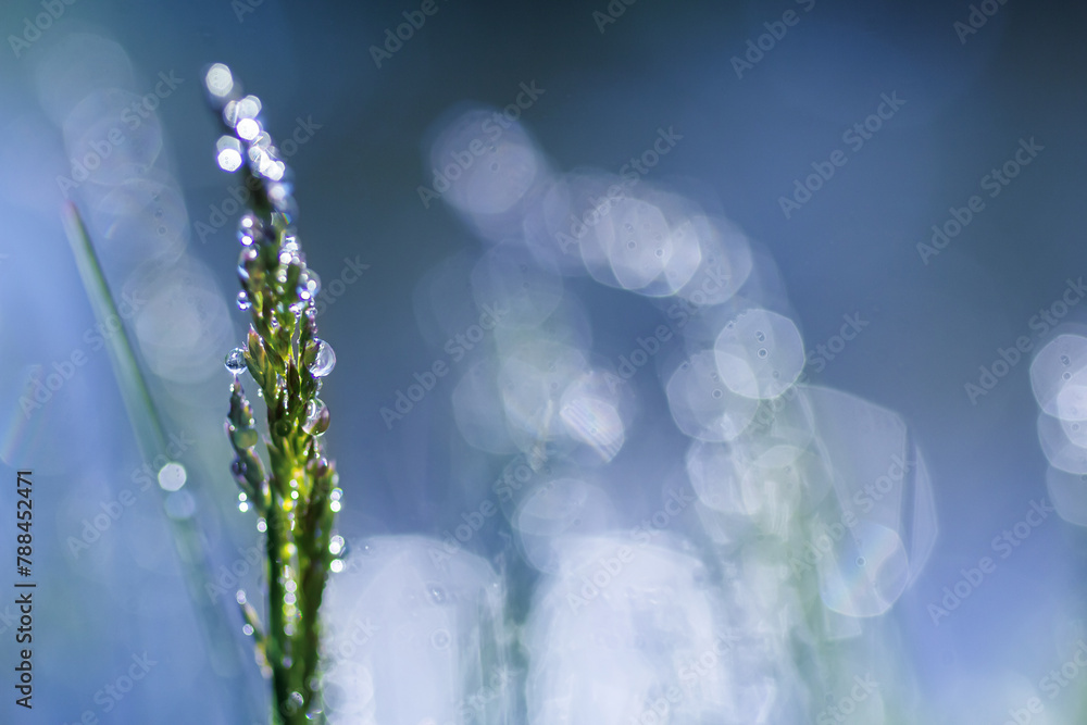 Wall mural Fresh green grass with dew drops close up. Water drips on the fresh grass after rain. Light morning dew on the green grass