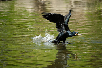 A cormorant starts to fly after kicking up river water