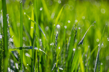 Fresh green grass with dew drops close up. Water driops on the fresh grass after rain. Light...