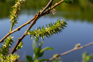 Flowers of Salix viminalis in sunny day. Blossom of the basket willow in the spring. Bright common...