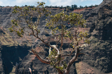 Tree in hawaii canyon