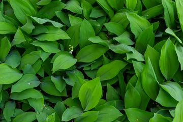 Fotobehang Dark green leaves of lily of the valley. Convallaria majalis. Fibonacci spiral in nature. Copy space. Selective focus © Oleh Marchak