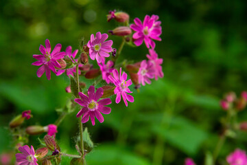 Silene dioica Melandrium rubrum, known as red campion and red catchfly, is a herbaceous flowering plant in the family Caryophyllaceae. Red campion