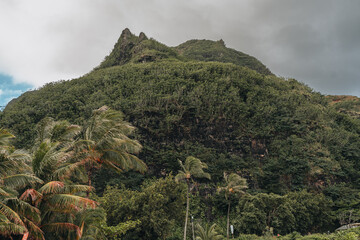 Hawaii green vegetation on a cliffside 