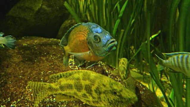 Close view of orange and blue cichlid fish floating underwater	
