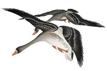 Png flying geese sticker, Ohara Koson's vintage illustration, transparent background
