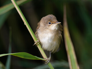 Small bird sitting on reed