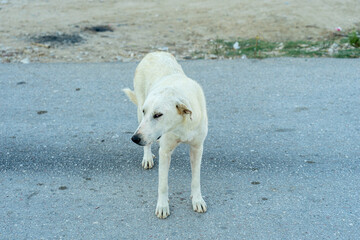 White stray dog looking unhappy and abandoned