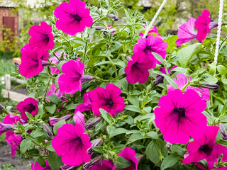 Petunia, colorful petunia flower. Floral pattern. Spring and summer flowers petunia background texture