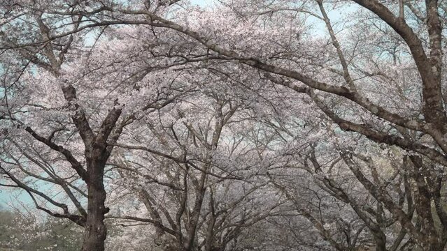 満開の桜並木を見上げる