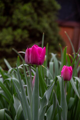 pink tulips in garden