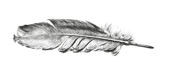Png feather sticker, black and white vintage illustration, transparent background