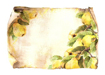 Branch of ripe quince fruit on an old sheet of papyrus, vintage scroll paper background. Watercolor hand drawn illustration. Clipart for food menu, drinks list template, card banner print. Isolated