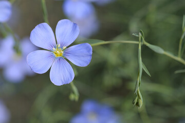 Alpine flax flower