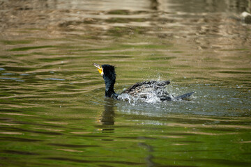 Fototapeta premium A cormorant bathing in the river water
