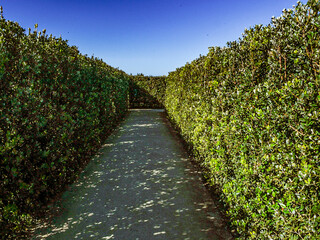 laberinto en primavera