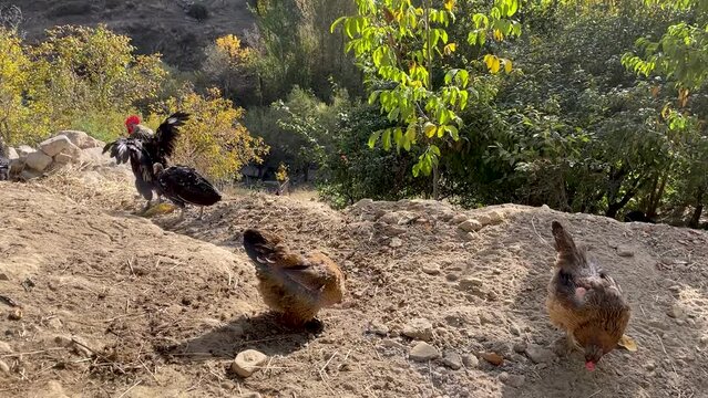 Domestic chickens near the chicken coop peck the scattered grain from the ground. Breeding poultry on the farm