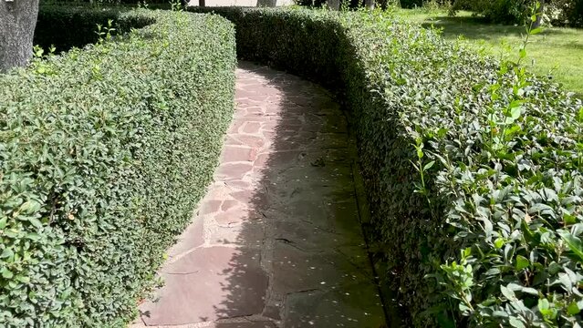Walking path in park made in shape of maze and surrounded by neatly trimmed bushes. Traditional landscaping