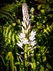 floreciendo en primavera 