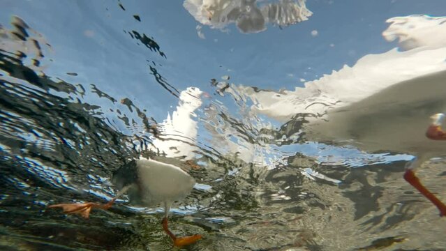 Underwater view of seagulls floating and flying in the coastal area, on blue sky background, Bottom view, Slow motion, Close up