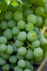 Green grapes with green leaves