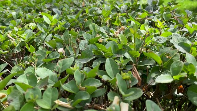 Close-up of the top of trimmed bushes.