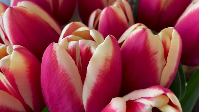 Tulip flower against a background of green leaves close-up