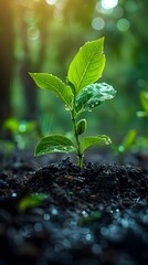 Thriving Green Plant Sprouting from Rich Soil in Natural Outdoor Environment