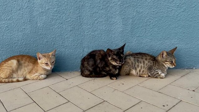 homeless kittens against the background of a blue wall on the sidewalk