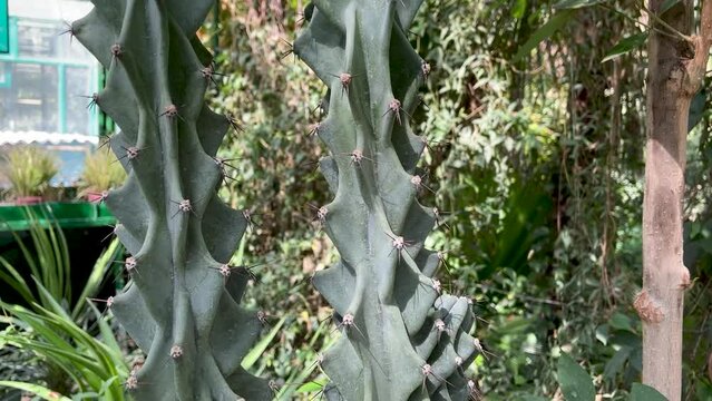 Cactus have long sharp spines all over the trunk close up 