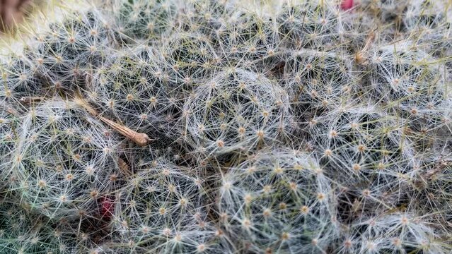 top view cactus close-up in the botanical garden