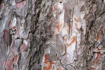 A close-up shot of tree bark background