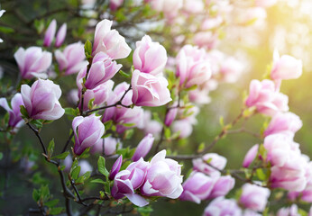 Magnolia flowers on a branch in the spring garden. Spring floral background. Springtime.