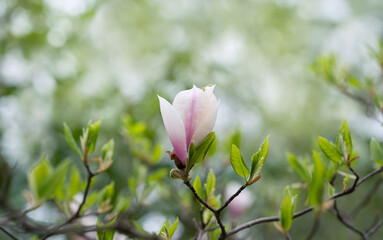 Magnolia flowers on a branch in the spring garden. Spring floral background.  Springtime.
