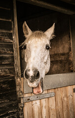 Silly grey horse portrait