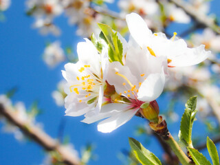 Peach blossoms in the garden in spring. Beautiful inflorescences against the blue sky. A branch of a flowering peach tree with many white and pink flowers