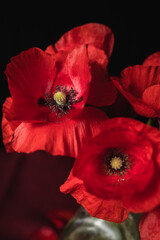 Beautiful bouquet of fresh poppies in a vase against a dark background