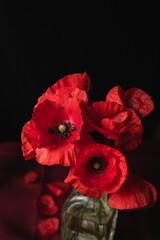 Beautiful bouquet of fresh poppies in a vase against a dark background