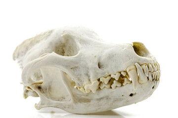 Trophy Wolf Skull