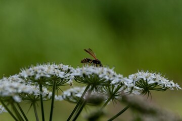 bee on a flower