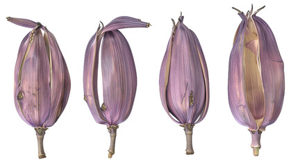 Musa, or banana flower, digital art in 3D, isolated on a transparent background. A vibrant and colorful botanical flat lay, top view design element. Perfect for summer-themed graphics, wellness