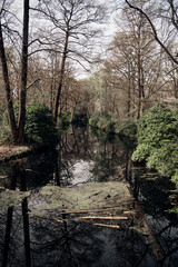 Berlin Tiergaten Park sakura 