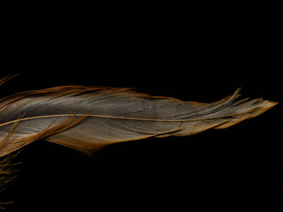 beautiful feather isolated on black background